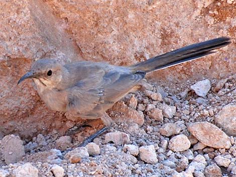 LeConte's Thrasher (Toxostoma lecontei)