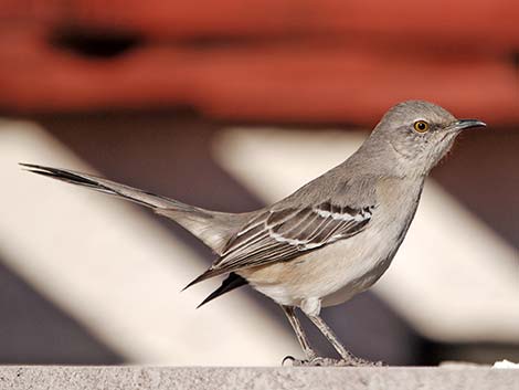 Northern Mockingbird (Mimus polyglottos)