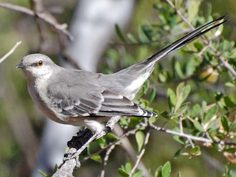 Northern Mockingbird (Mimus polyglottos)