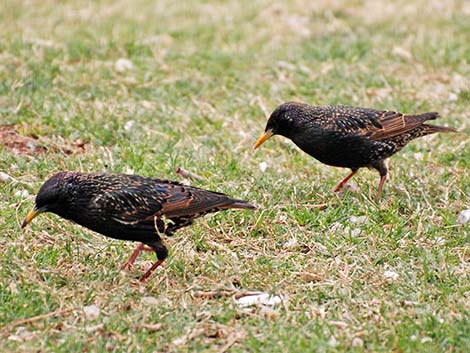 European Starling (Sturnus vulgaris)