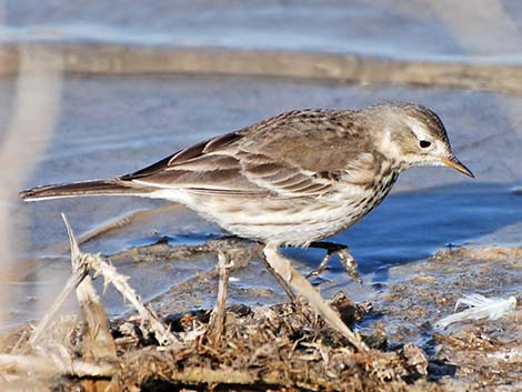 American Pipit (Anthus rubescens)