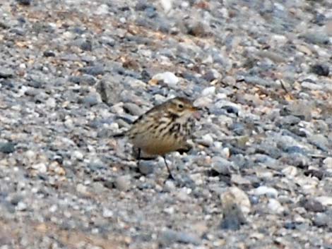 American Pipit (Anthus rubescens)