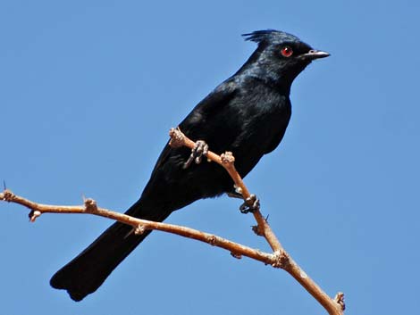 Ptilogonatidae, Phainopepla