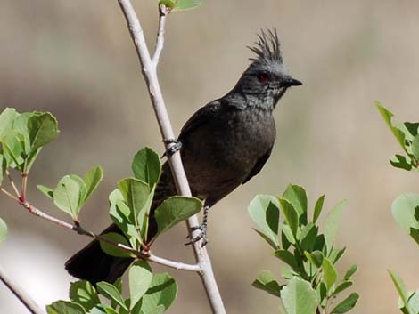 Phainopepla (Phainopepla nitens)