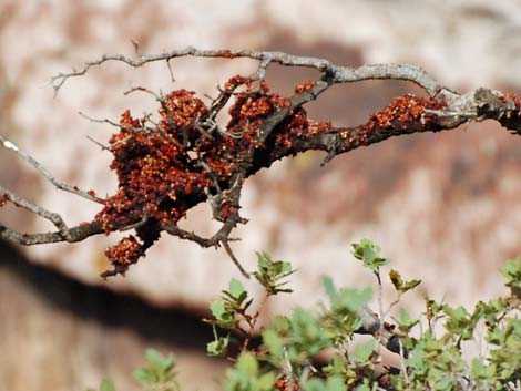 Phainopepla and mistletoe