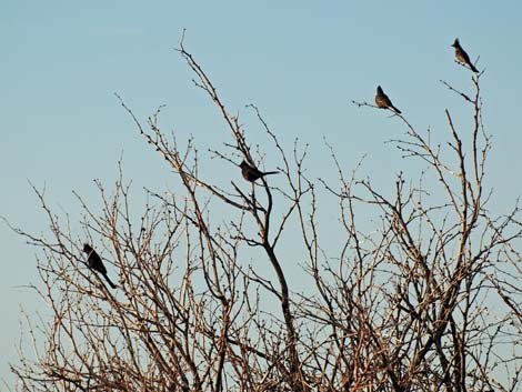 Phainopepla (Phainopepla nitens)