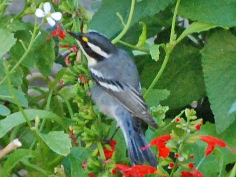 Black-throated Gray Warbler (Dendroica nigrescens)