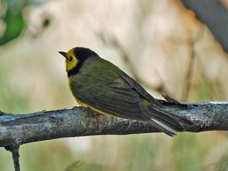 Hooded Warbler (Wilsonia citrina)