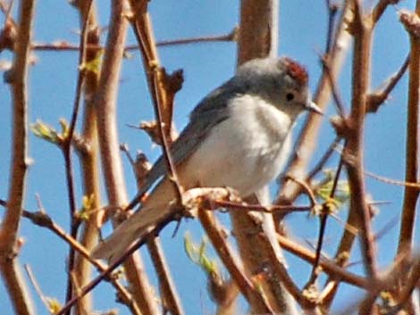 Lucy's Warbler (Oreothlypis luciae)