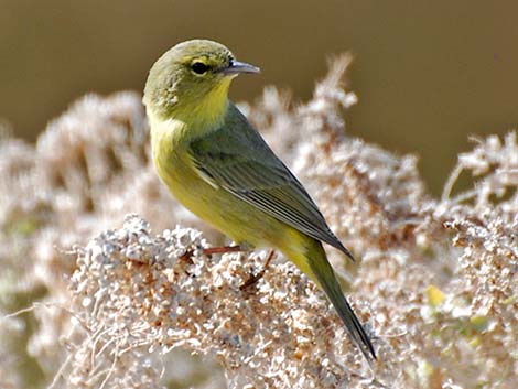 Orange-crowned Warbler (Vermivora celata)