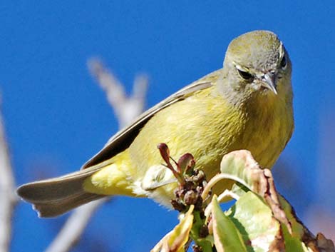 Orange-crowned Warbler (Oreothlypis celata)