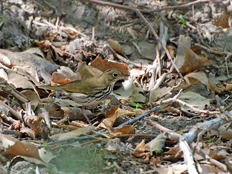 Ovenbird (Seiurus aurocapillus)