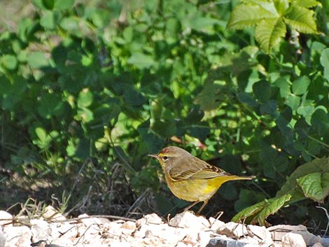 Palm Warbler (Setophaga palmarum)