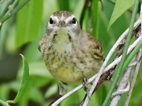 Palm Warbler (Setophaga palmarum)