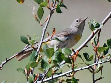 Virginia's Warbler (Vermivora virginiae)