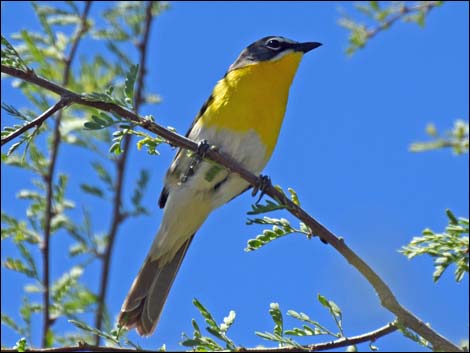 Yellow-breasted Chat (Icteria virens)