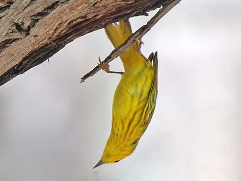 Yellow Warbler (Setophaga petechia)