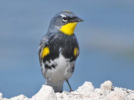 Audubon's Yellow-rumped Warbler (Dendroica coronata auduboni)