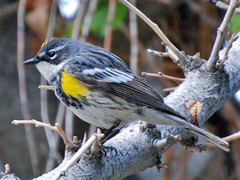 Myrtle Yellow-rumped Warbler (Dendroica coronata coronata)