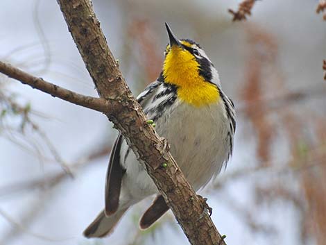 Yellow-throated Warbler (Setophaga dominica)