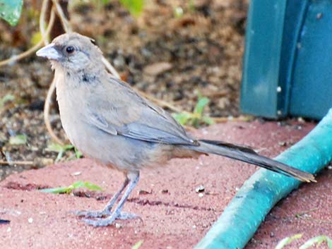 Abert's Towhee (Melozone aberti)