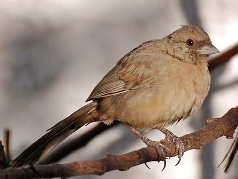 Abert's Towhee (Melozone aberti)