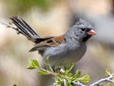 Black-chinned Sparrow (Spizella atrogularis)