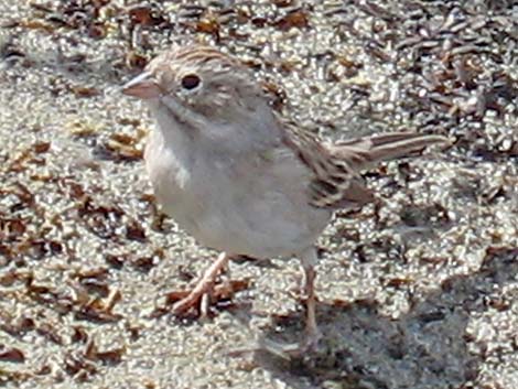 Brewer's Sparrow (Spizella breweri)