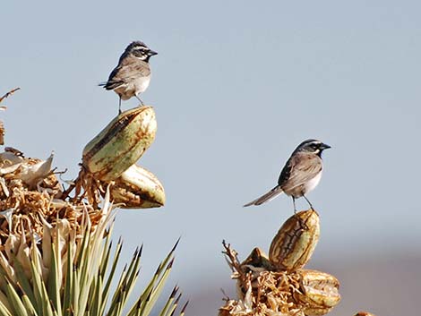 Black-throated Sparrow (Amphispiza bilineata)