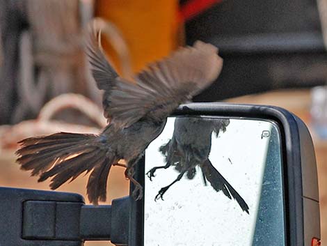 California Towhee (Pipilo crissalis)