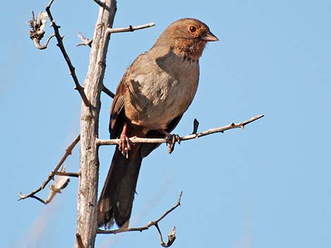 California Towhee (Pipilo crissalis)