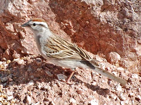 Chipping Sparrow (Spizella passerina)