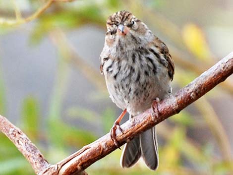 Chipping Sparrow (Spizella passerina)