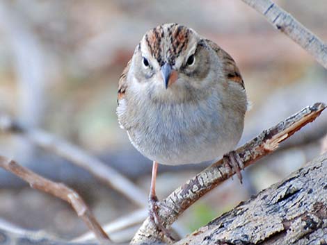 Chipping Sparrow (Spizella passerina)