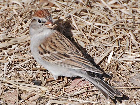 Chipping Sparrow (Spizella passerina)