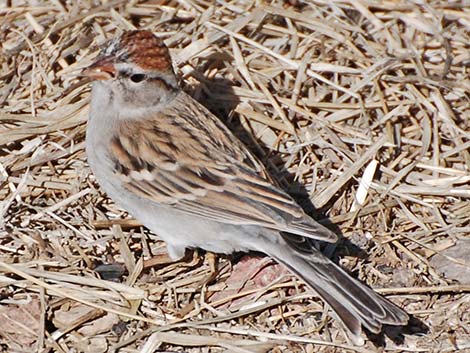 Chipping Sparrow (Spizella passerina)