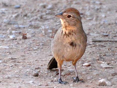 Canyon Towhee (Pipilo fuscus)