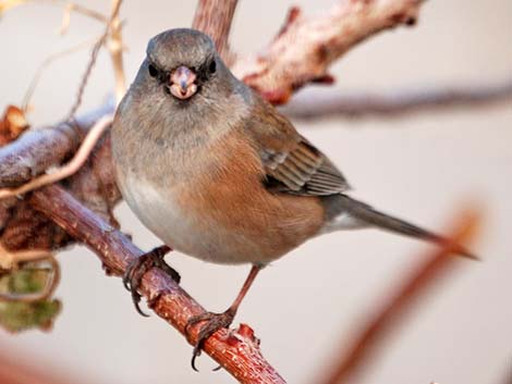 Pink Sided Junco (Junco hyemalis)