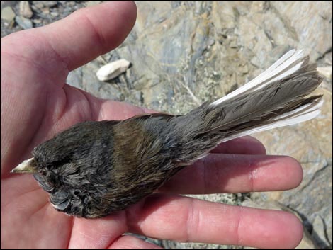 Dark-eyed Junco (Junco hyemalis)