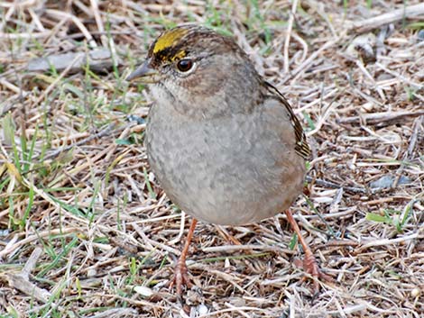 Golden-crowned Sparrow (Zonotrichia atricapilla)