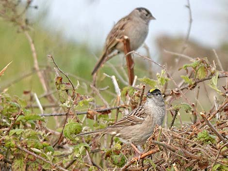 Golden-crowned Sparrow (Zonotrichia atricapilla)