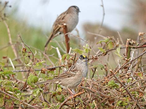 Golden-crowned Sparrow (Zonotrichia atricapilla)