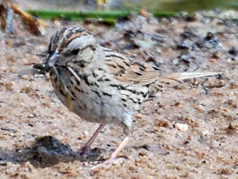 Lincoln's Sparrow (Melospiza lincolnii)