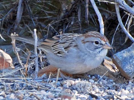 Rufous-winged Sparrow (Aimophila carpalis)