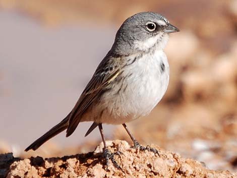 Sage Sparrow (Amphispiza belli)