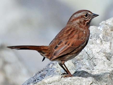 Song Sparrow (Melospiza melodia)