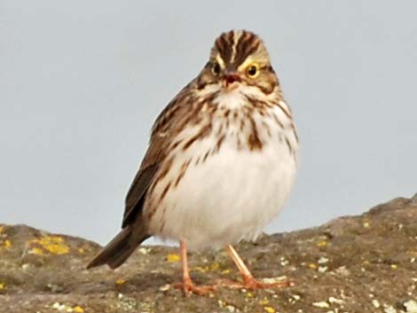 Savannah Sparrow (Passerculus sandwichensis)