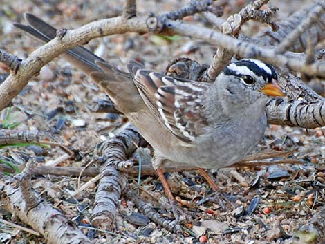 White-crowned Sparrow (Zonotrichia leucophrys)