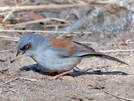 Yellow-eyed Junco (Junco phaeonotus)