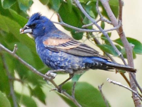 Blue Grosbeak (Passerina caerulea)